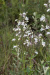 Manyflower beardtongue